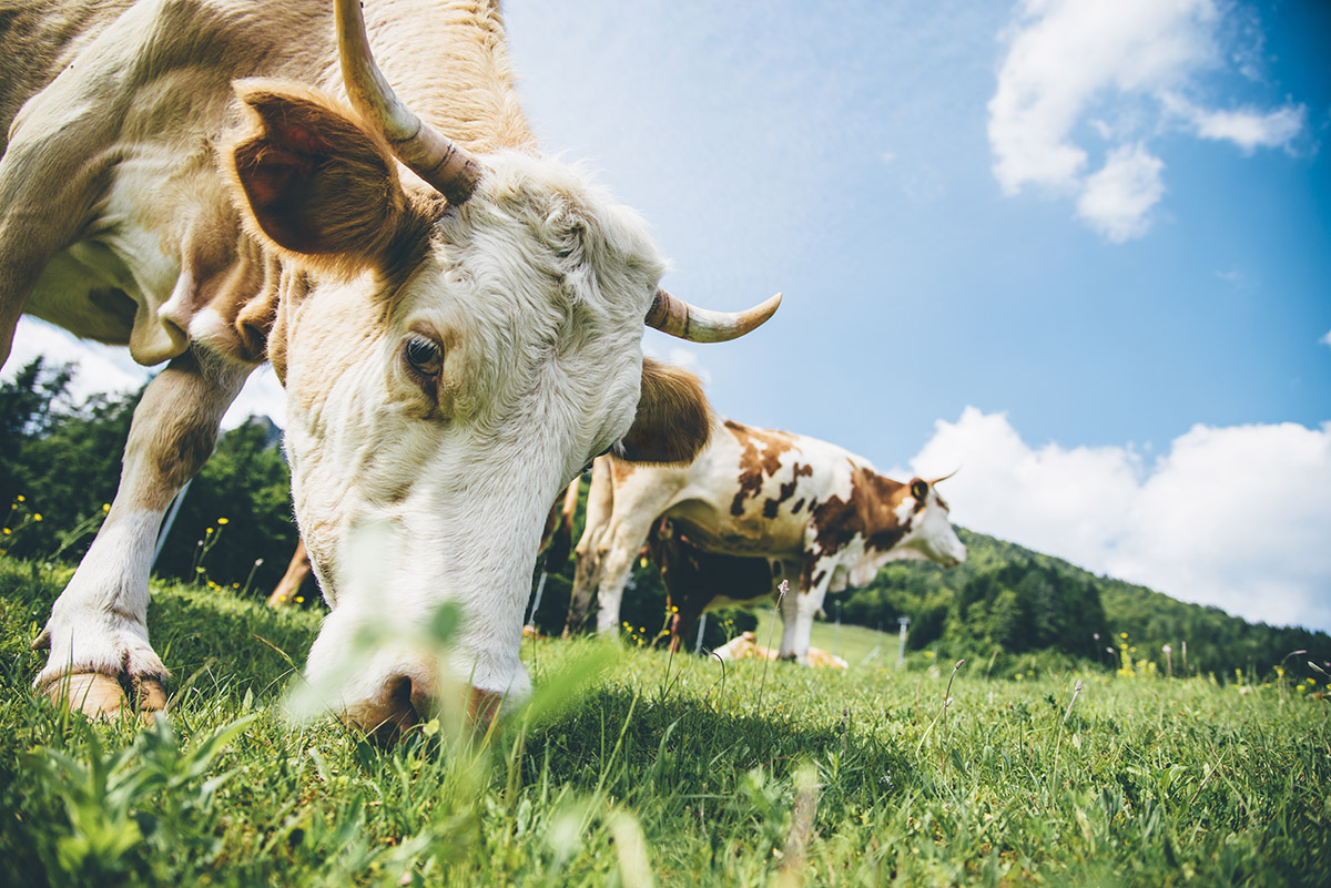 Agri International Animal Feed | U.S. Based Food Commodities Exports | Agri International LLC