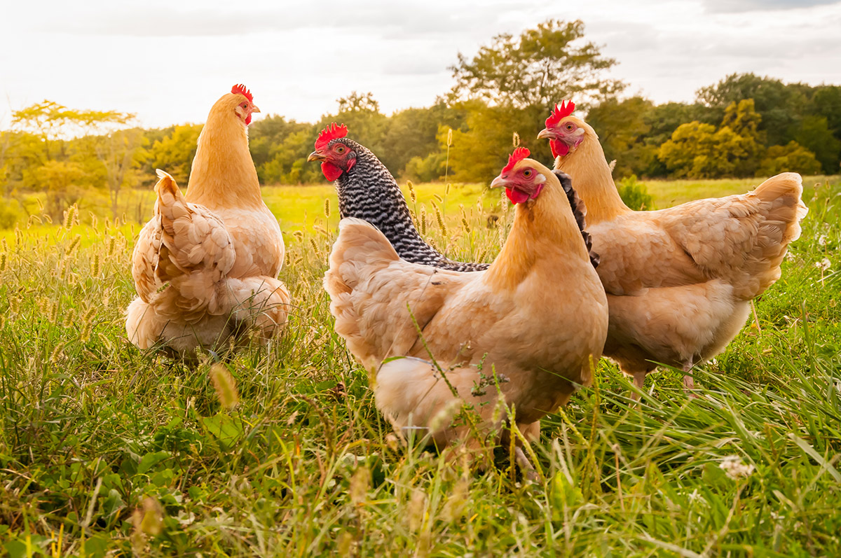 Poultry | U.S. Based Food Commodities Exports | Agri International LLC